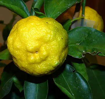 The Natural World Citrus Hana Yuzu yuzuplant winterhard