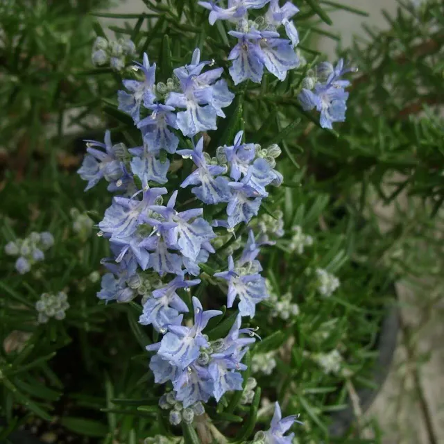 The Natural World Rosmarinus Sudbury Blue rozemarijn P9 eetbaar