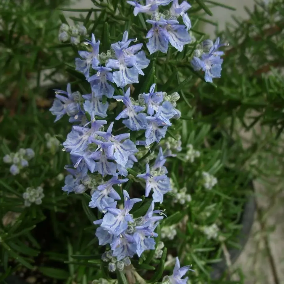 The Natural World Rosmarinus Sudbury Blue rozemarijn P9 eetbaar