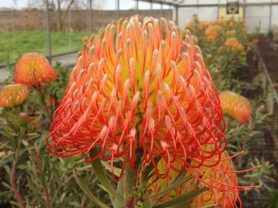 The Natural World So Exquisite leucospermum speldenkussen