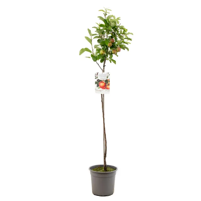Tuincentrum Heerdink Malus Gala Must handappel appelboom eetbaar