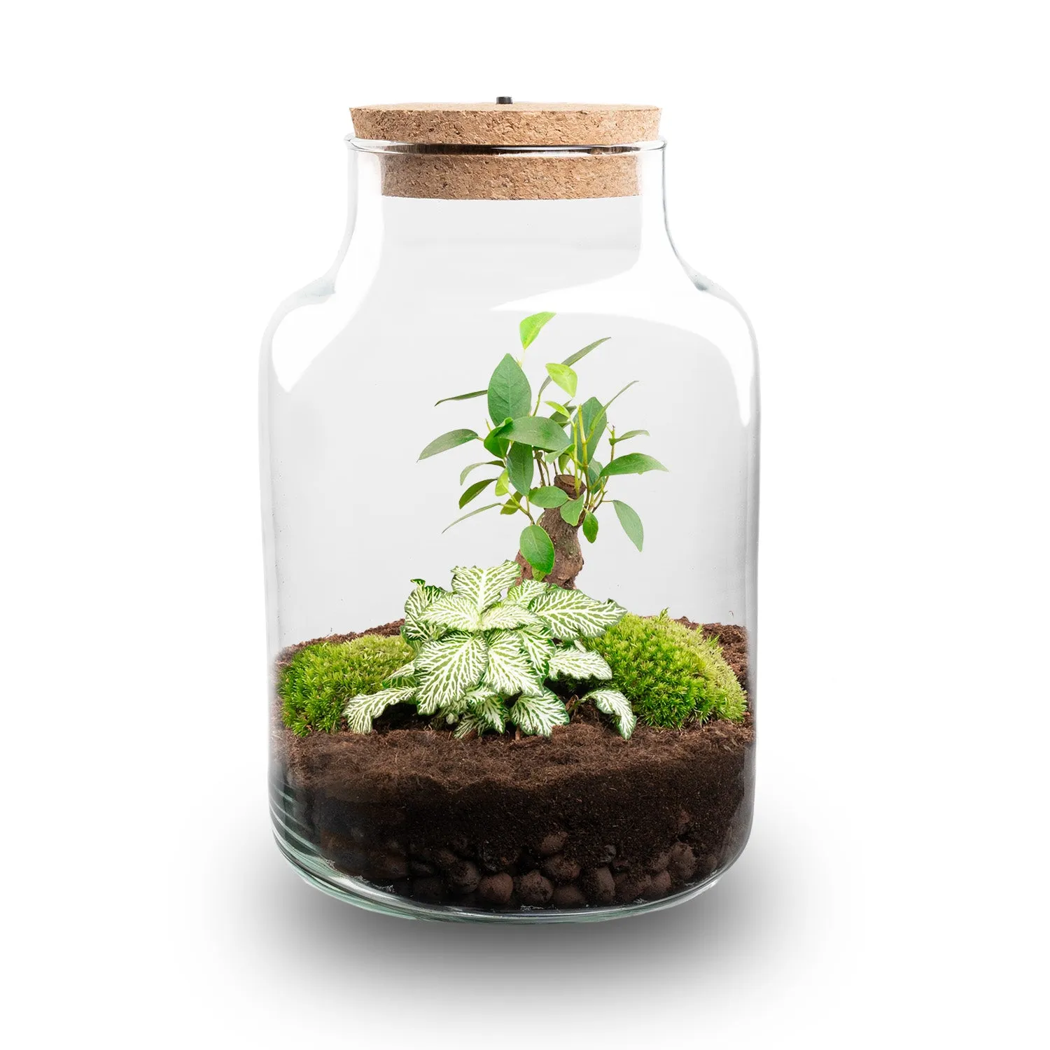 Urbanjungl Little Milky plantenterrarium DIY kit met licht 17 cm