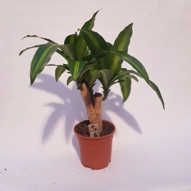 Tuincentrum Heerdink Dracaena Massangeana kamerplant groen