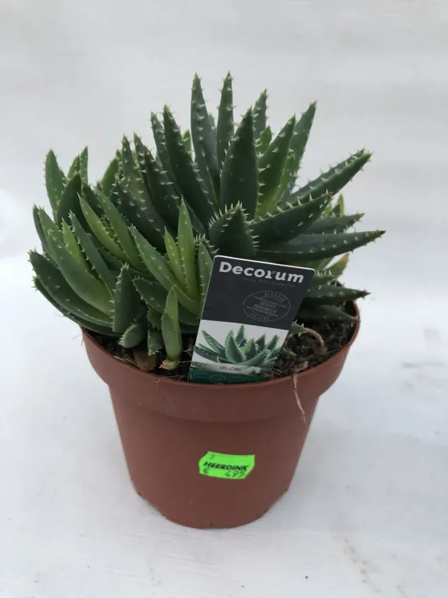 Tuincentrum Heerdink Aloe Arborescens Vetplant Eetbaar Blad