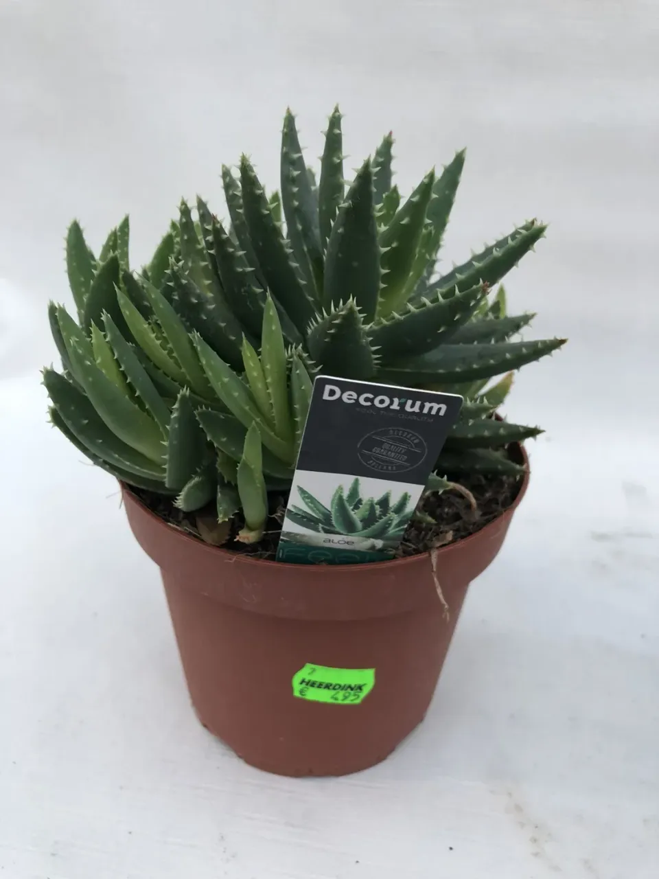 Tuincentrum Heerdink Aloe Arborescens Vetplant Eetbaar Blad