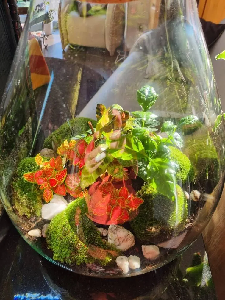 Urbanjungl Drop XXL Rood terrarium DIY kit met kurk Ø34 cm