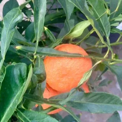 The Natural World Citrus aurantium Salicifolia citrusplant eetbaar
