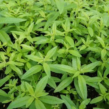 The Natural World Aloysia citriodora Goliath plant P9 citroen