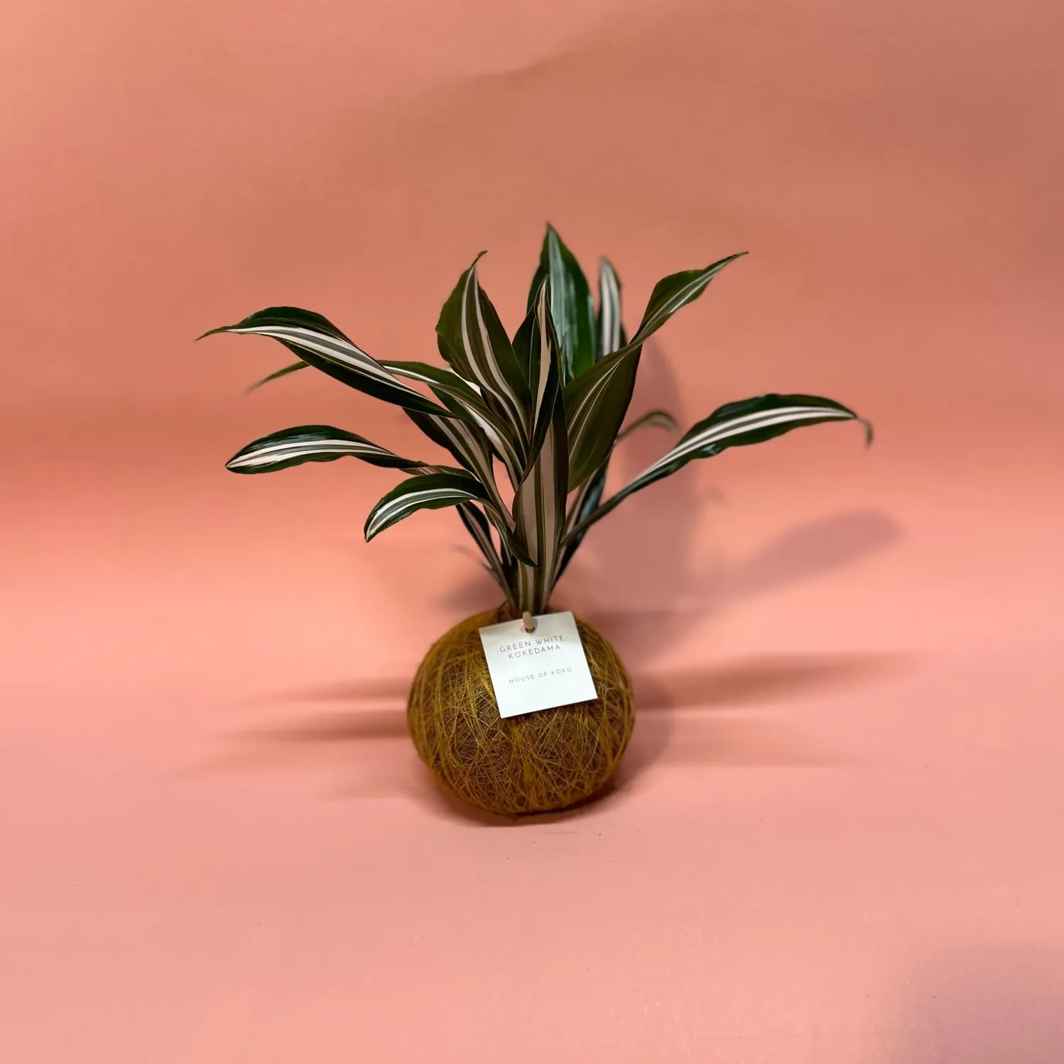 House of Koko Green White kokedama zonder schaaltje