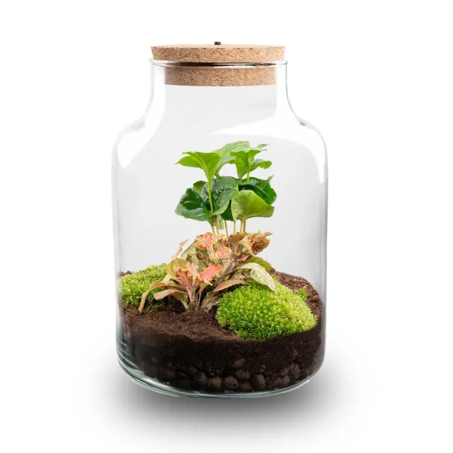 Urbanjungl Little Milky terrarium DIY kit Coffea Fittonia Ø17cm