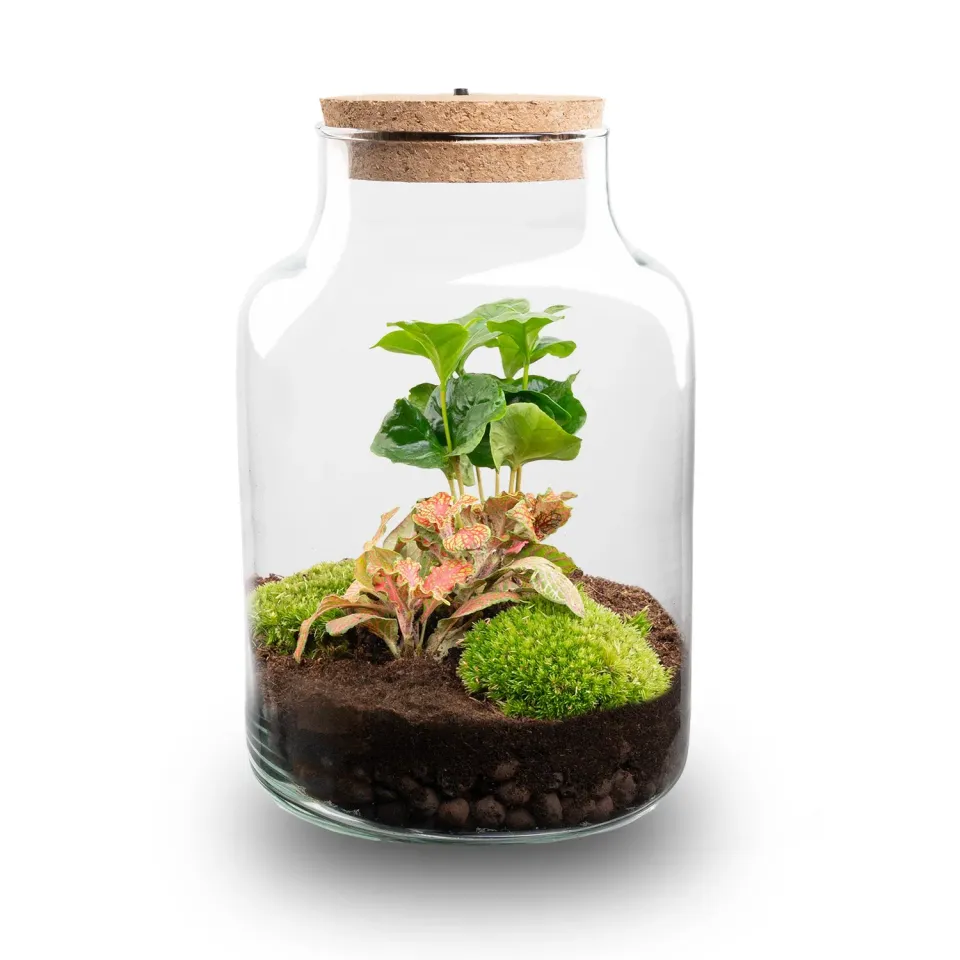 Urbanjungl Little Milky terrarium DIY kit Coffea Fittonia Ø17cm
