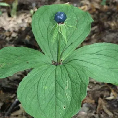 The Natural World Paris quadrifolia eenbes plant P9