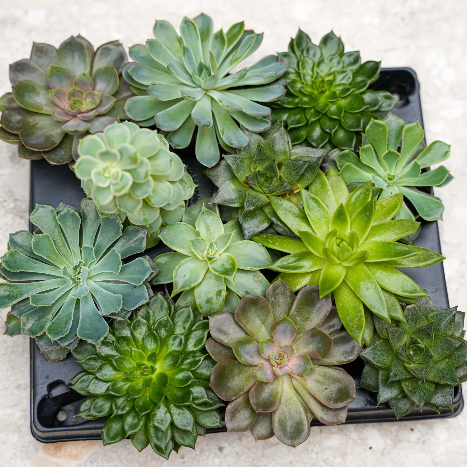 Urbanjungl Succulentenmix vetplantjes 24 stuks pot 6 cm onderhoudsarm