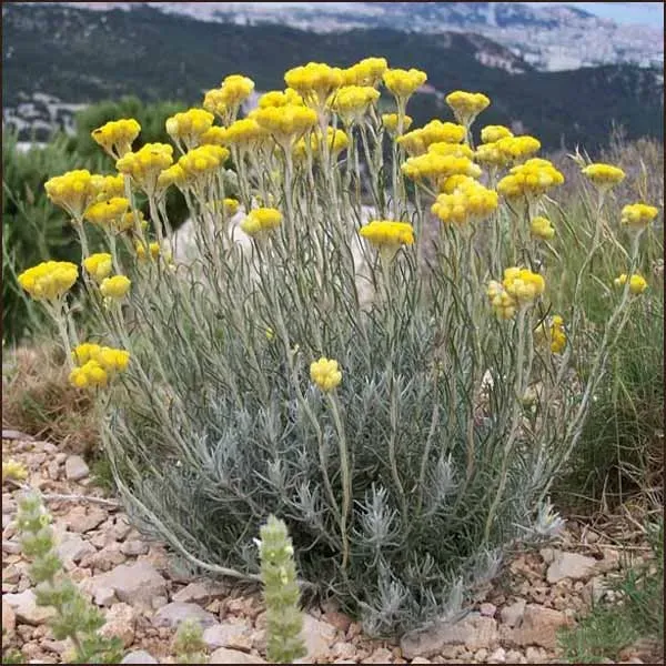 The Natural World Helichrysum kerrieplant P9 geel