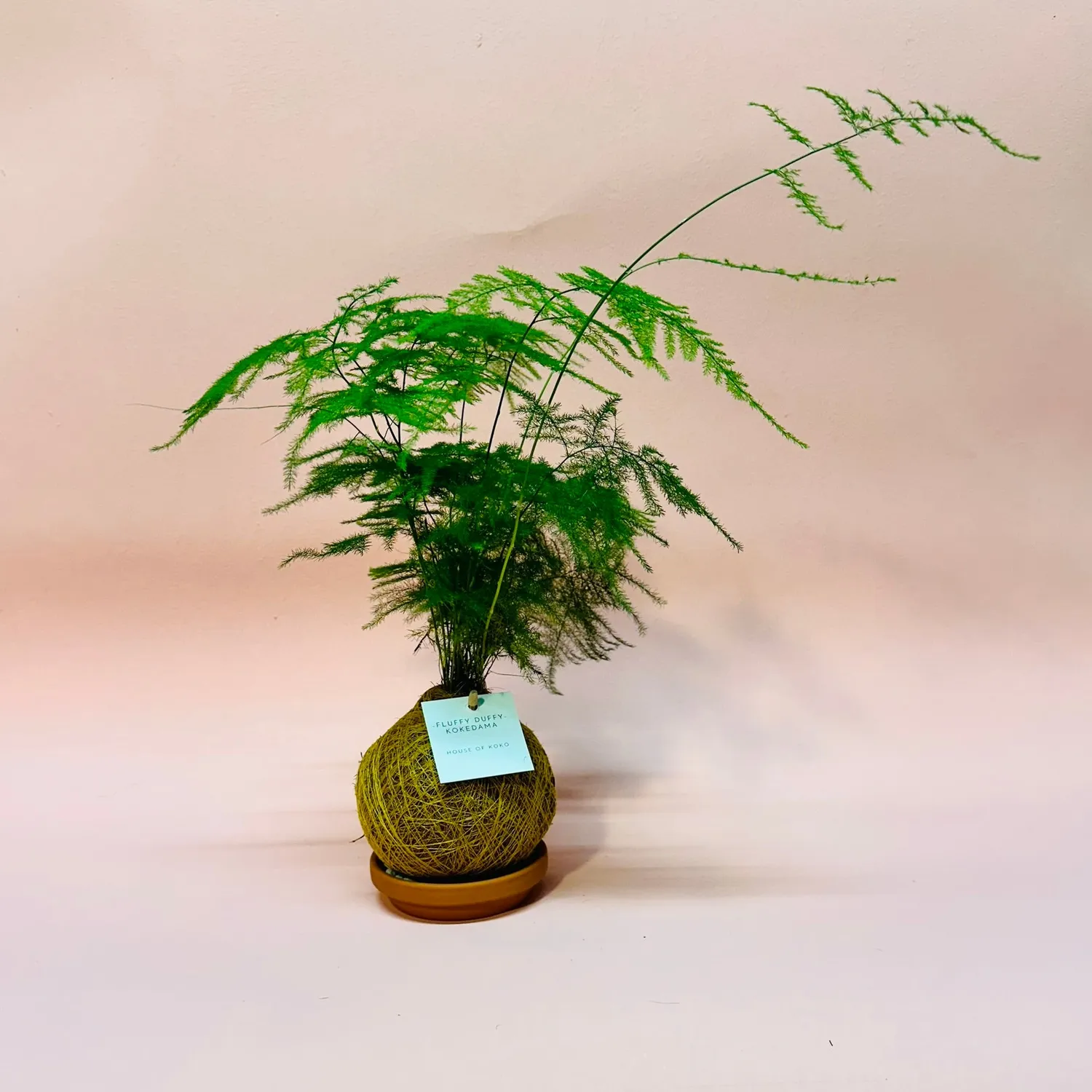 House of Koko Fluffy Duffy kokedama met schaaltje