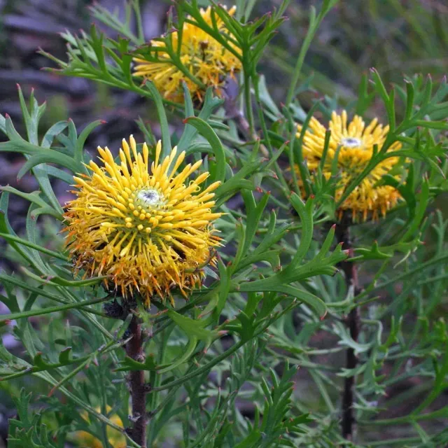 The Natural World Isopogon anemonifolius plant