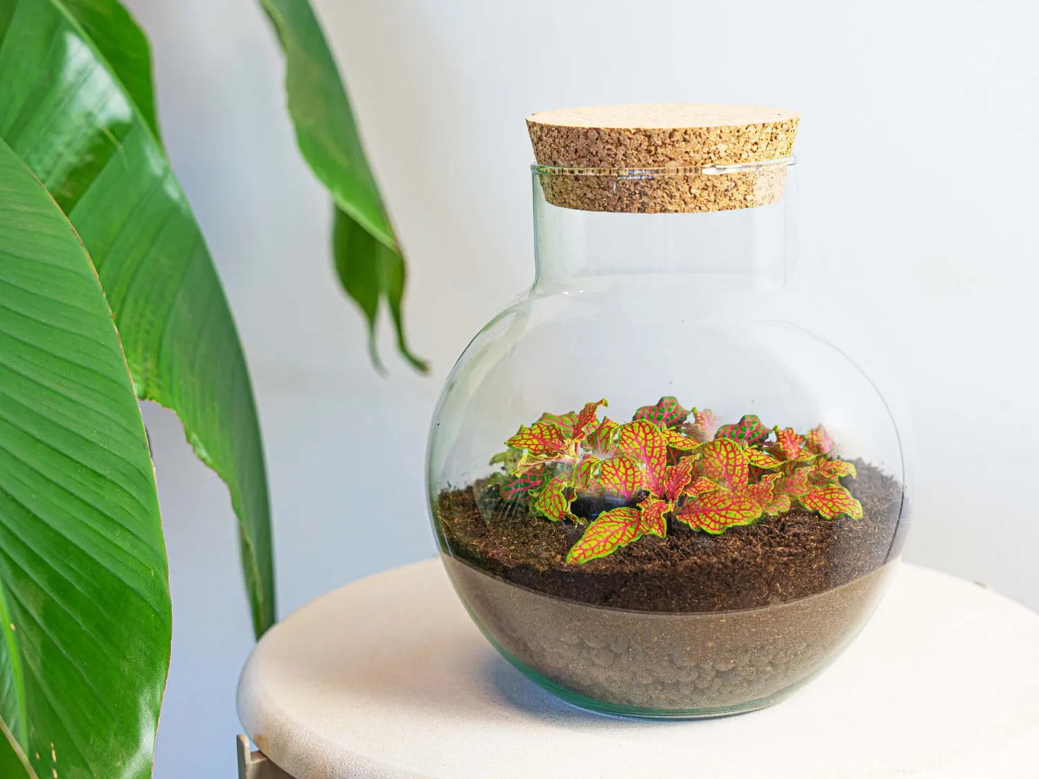 Urbanjungl Noah Fittonia Pink Tiger terrarium Ø 18,5 cm kit