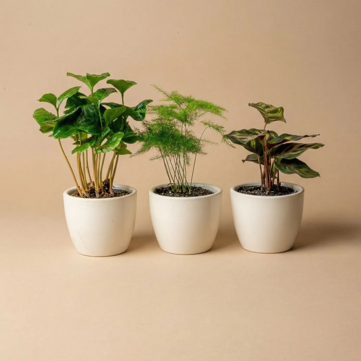 Urbanjungl Panna Glans plantenpot wit Ø 9 cm keramiek