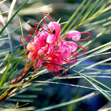 The Natural World Grevillea johnsonii plant oranjebloem