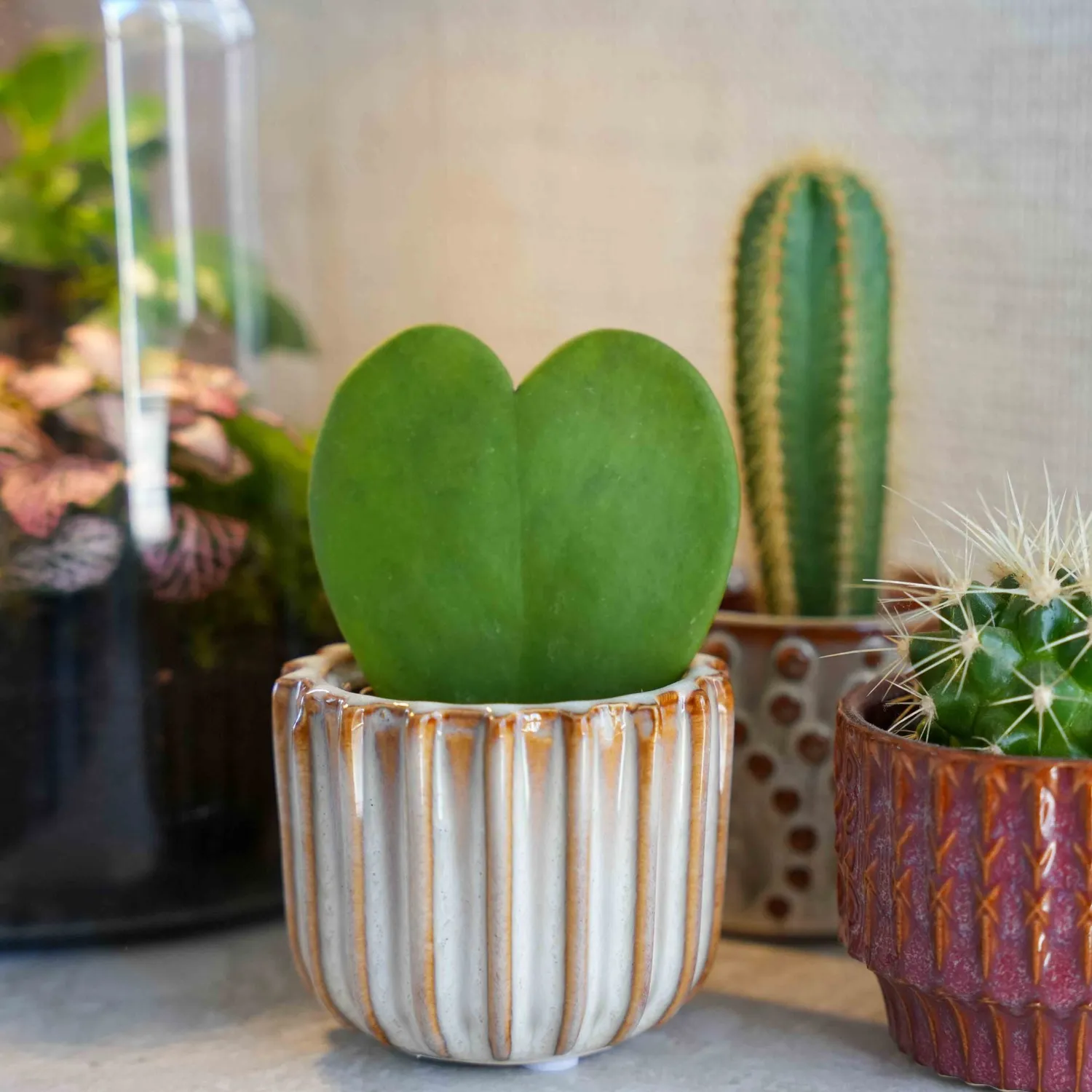 Urbanjungl Love Set cadeauset hartjesplant met pot