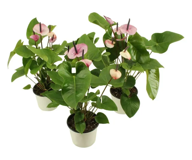 XL-Bloom YoungPlants XL.48 aardbeiplant White-purple