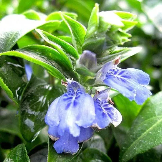 The Natural World Rungia klossii paddenstoelplant P9