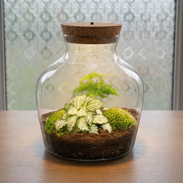 Little Joe Asparagus Fittonia planten terrarium met licht Ø20cm