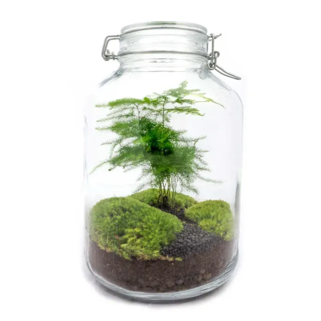 Urbanjungl Jar Bonsai terrarium weckpot DIY kit 18x28 cm