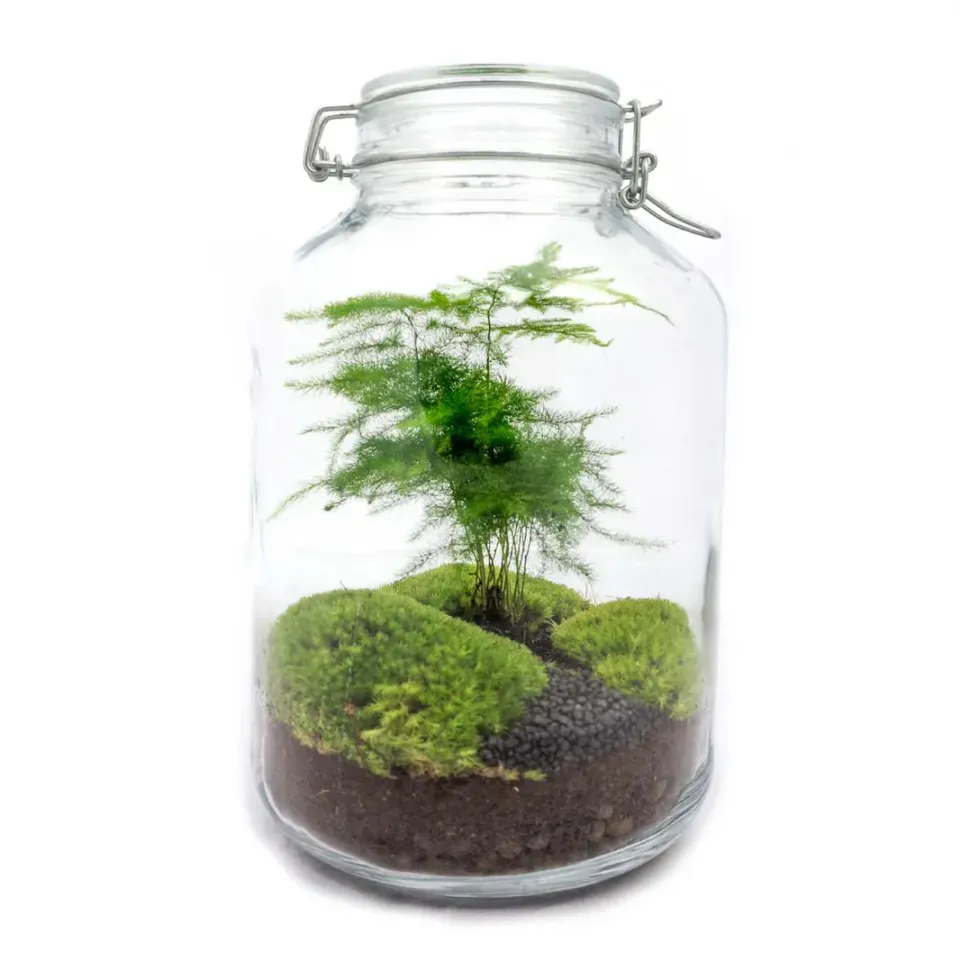 Urbanjungl Jar Bonsai terrarium weckpot DIY kit 18x28 cm