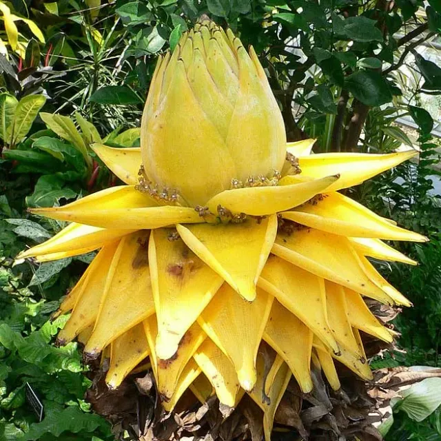 The Natural World Musa lasiocarpa bananenplant winterhard