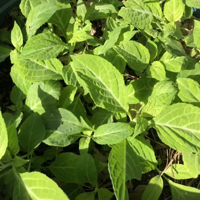 The Natural World Salvia divinorum plant stek