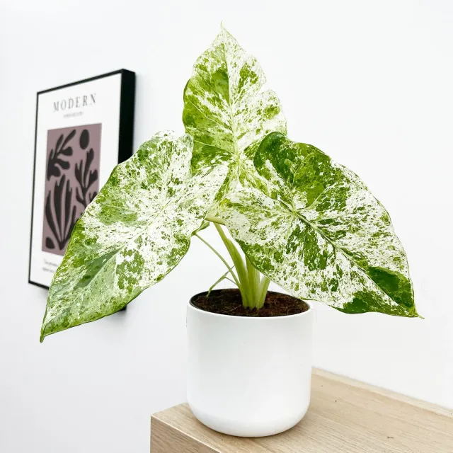 The Natural World Alocasia macrorrhiza Camouflage plant bonte bladeren