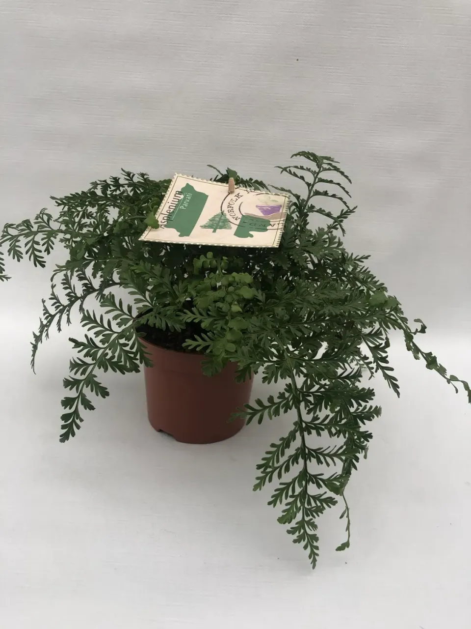 Tuincentrum Heerdink Asplenium Parvati moedervaren 20 cm schaduw