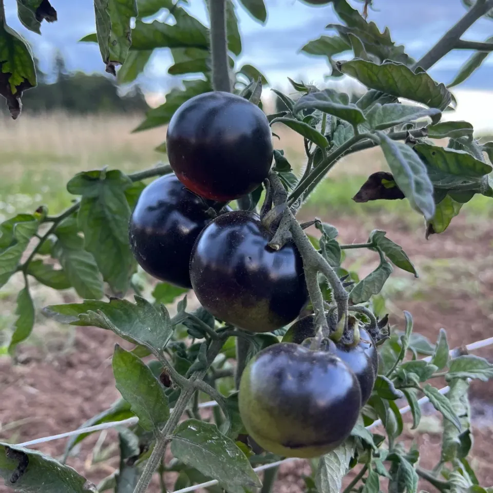 The Natural World Tomaat Indigo Rose tomatenplant blauw