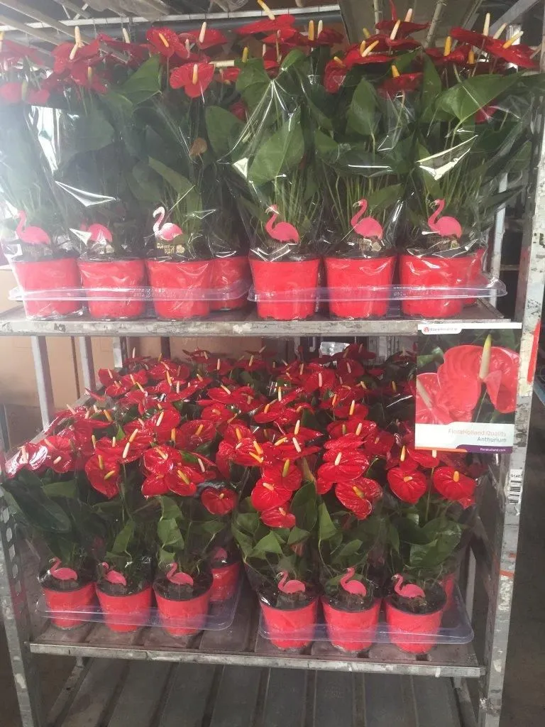 XL-Bloom YoungPlants XL.137 Jambo Red jonge plant rood