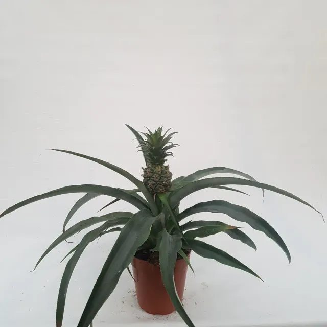 Tuincentrum Heerdink Ananas comosus Corona ananasplant eetbaar