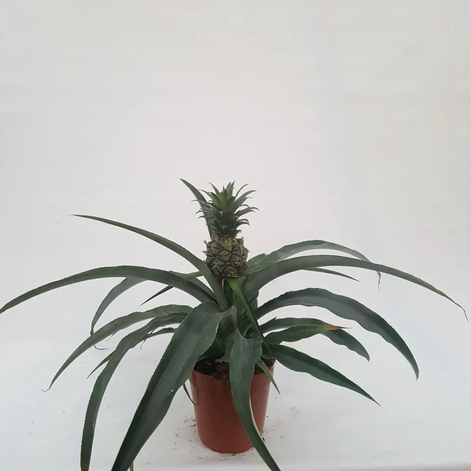 Tuincentrum Heerdink Ananas comosus Corona ananasplant eetbaar