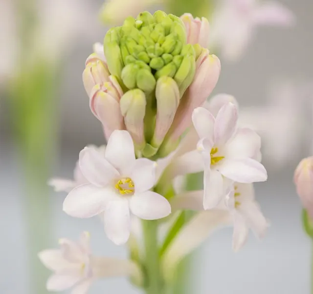 The Natural World Polianthes tuberosus tuberoos P12 geurend