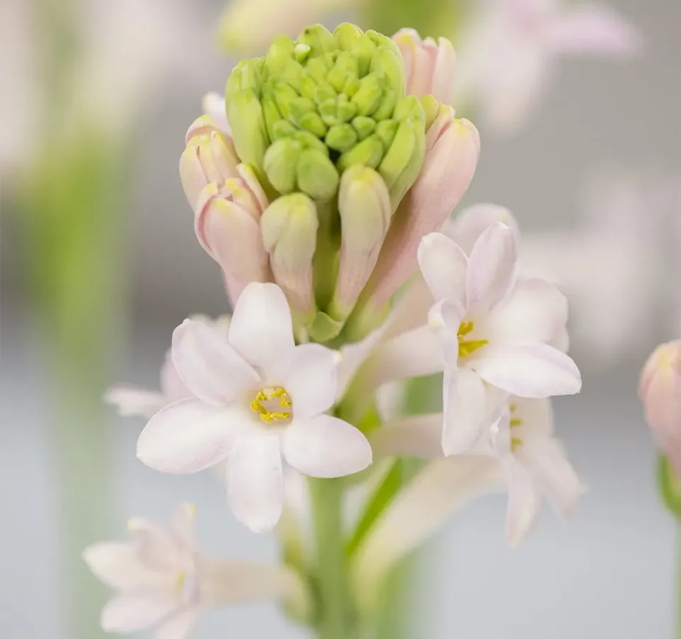 The Natural World Polianthes tuberosus tuberoos P12 geurend