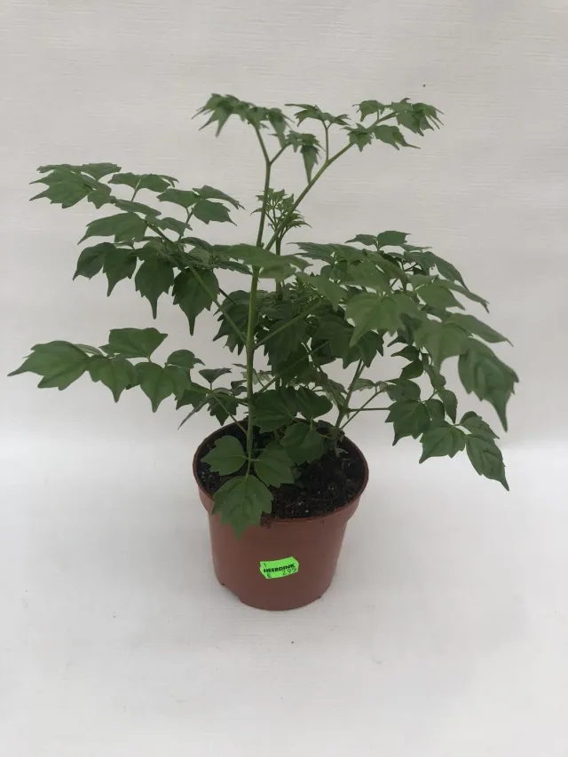 Tuincentrum Heerdink Radermachera sinica kamerplant smaragdboom