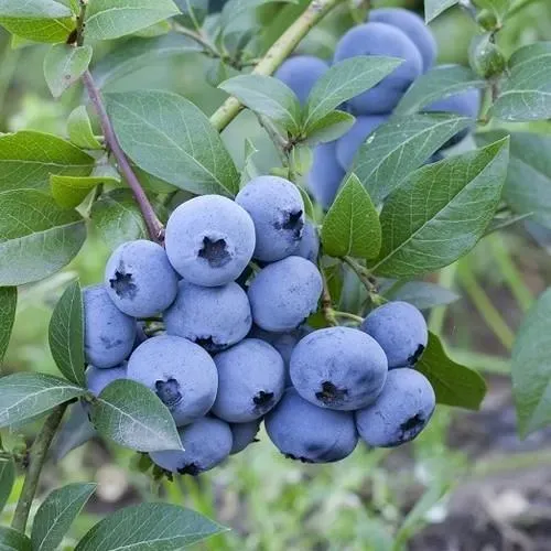 The Natural World Vaccinium Sweetheart bosbes P9 eetbaar