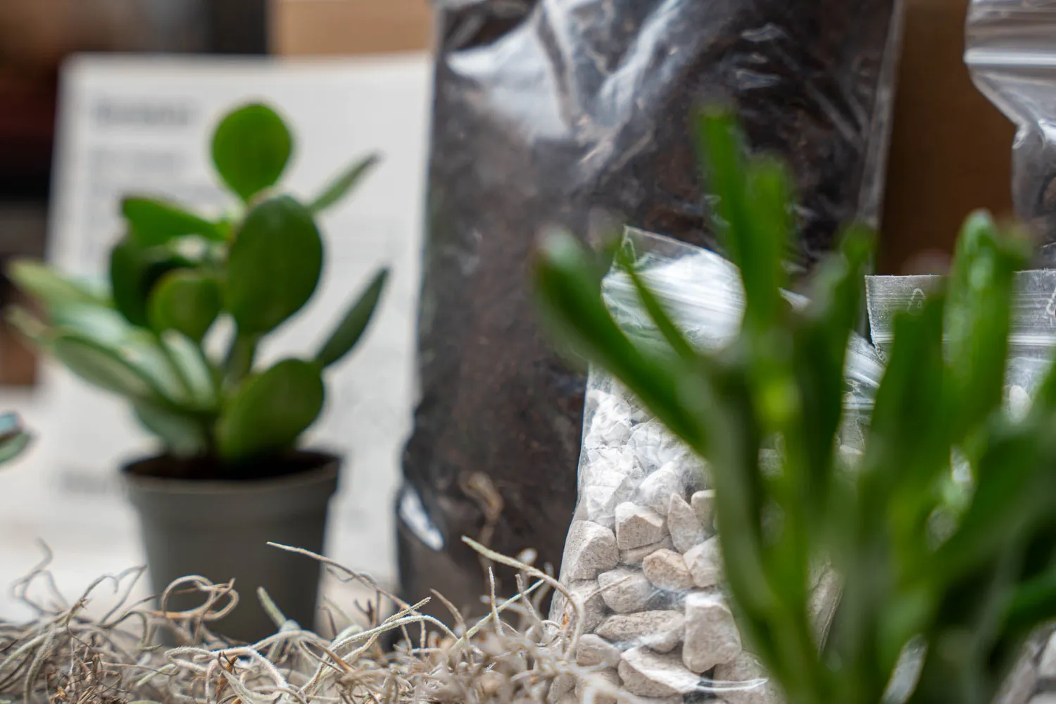 Urbanjungl Succulenten terrarium starterset 2 stuks S/M