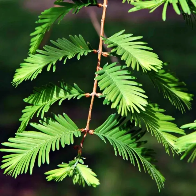 The Natural World Metasequoia glyptostroboides boom bladverliezend