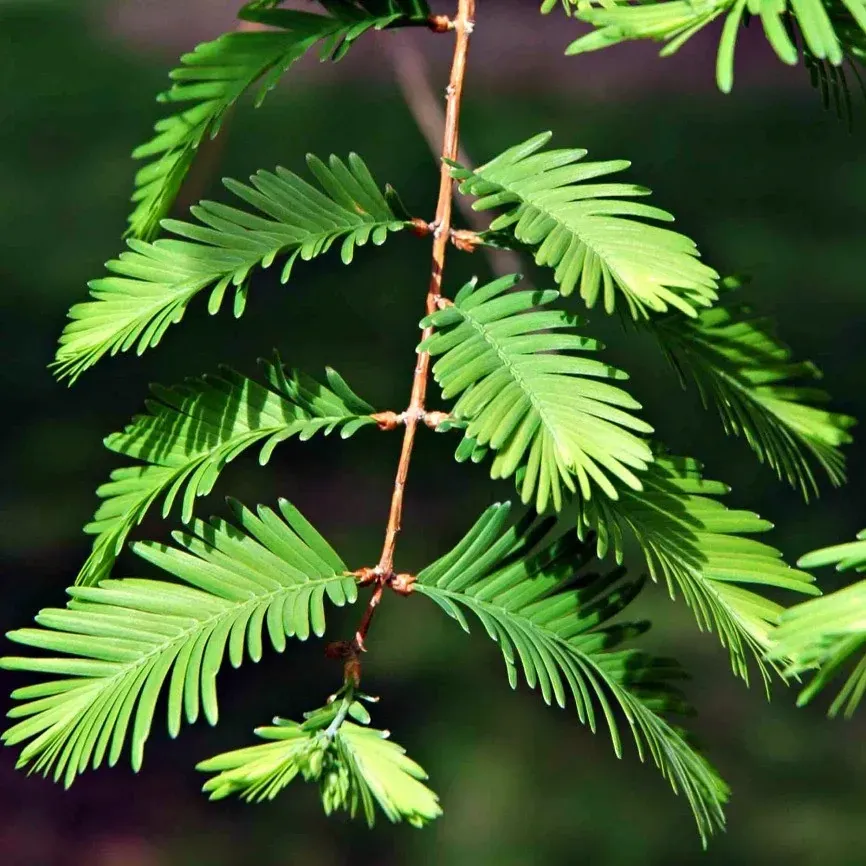 The Natural World Metasequoia glyptostroboides boom bladverliezend