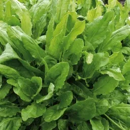 The Natural World Rumex zuring plant p9 friszuur