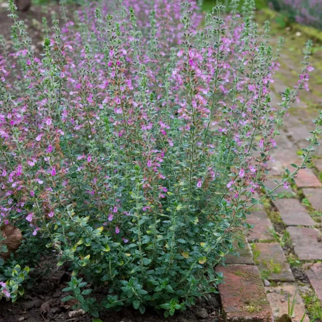 The Natural World Teucrium lucidrys gamander plant P9