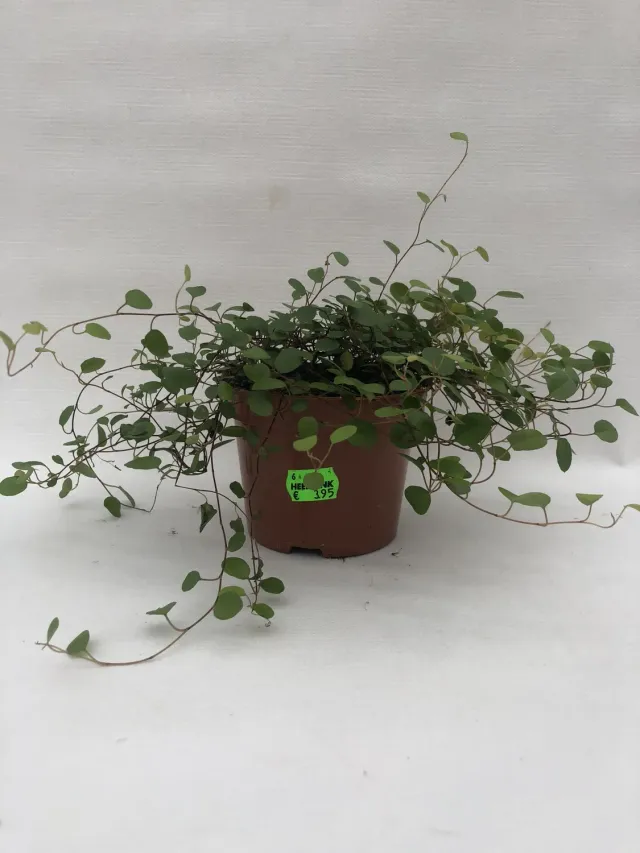 Muehlenbeckia complexa draadplant hangplant