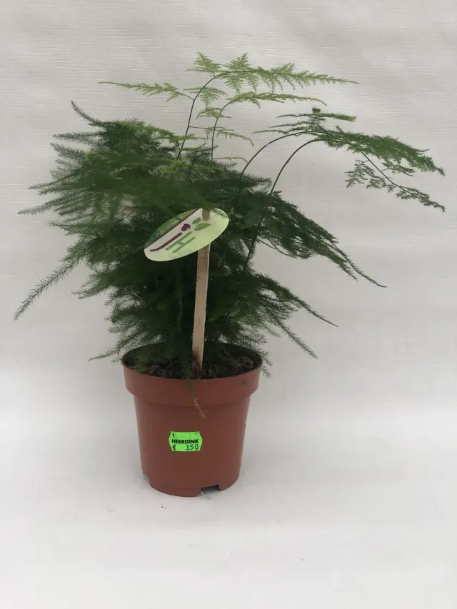 Tuincentrum Heerdink Asparagus setaceus kamerplant kamerasperge