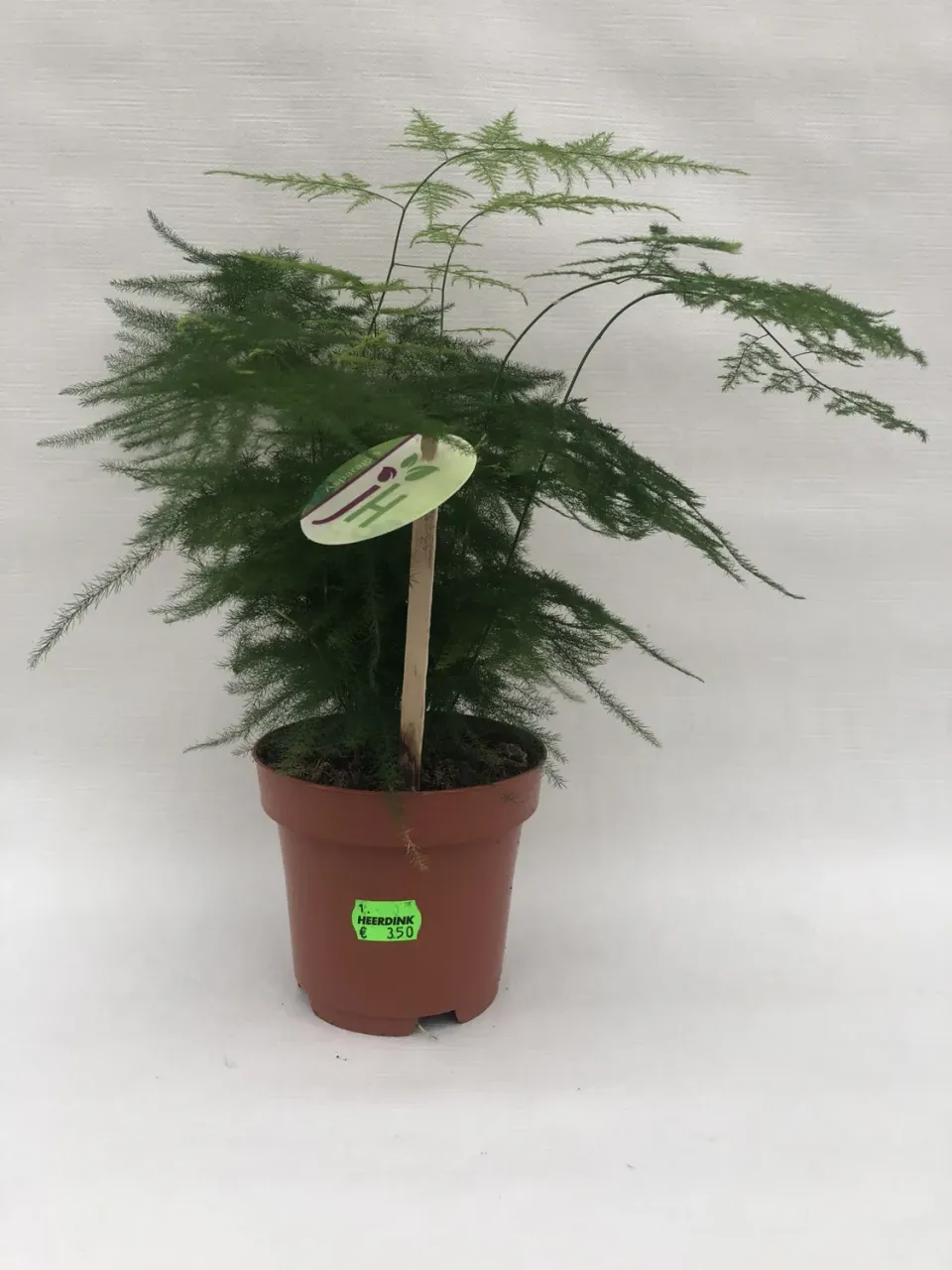 Tuincentrum Heerdink Asparagus setaceus kamerplant kamerasperge