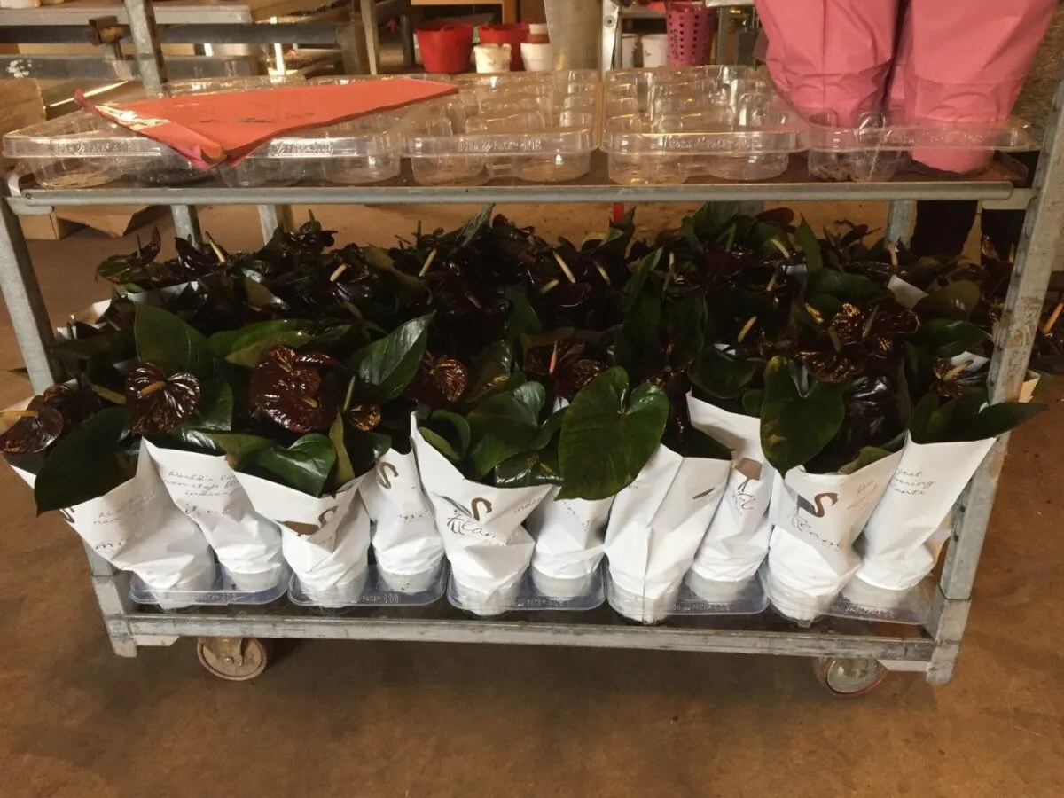 XL-Bloom YoungPlants XL.56 Jambo Black jonge plant eetbaar